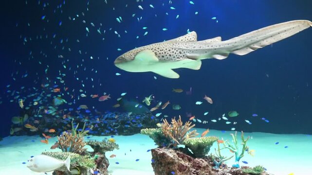 The Zebra Shark and many tropical fish swimming underwater by coral reef. Close up shot of Stegostoma Fasciatum. 4K 