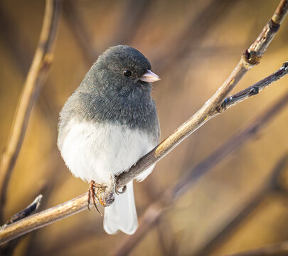 dark-eyed junco perched on a branch