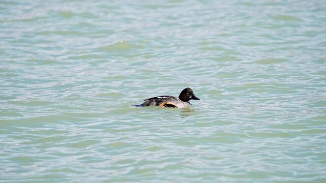 Duck scratching its head while floating on Utah Lake in slow motion.