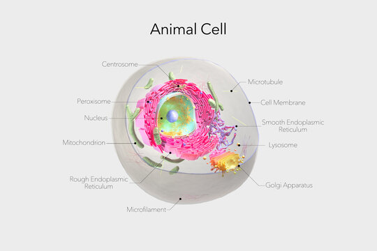 Labeled 3D Animal Cell Diagram