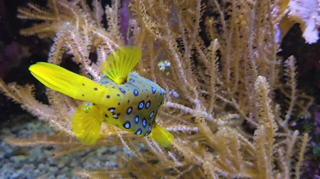 Close up of a Juvenile yellow boxfish (Ostracion cubicus) swimming around a coral reef underwater
