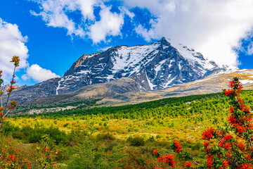Wide landscape view of a massive snow-capped mountain in Torres Del Paine, framed by lush green vegetation and bright red flowers under a cloudy blue sky. © ZL Visuals