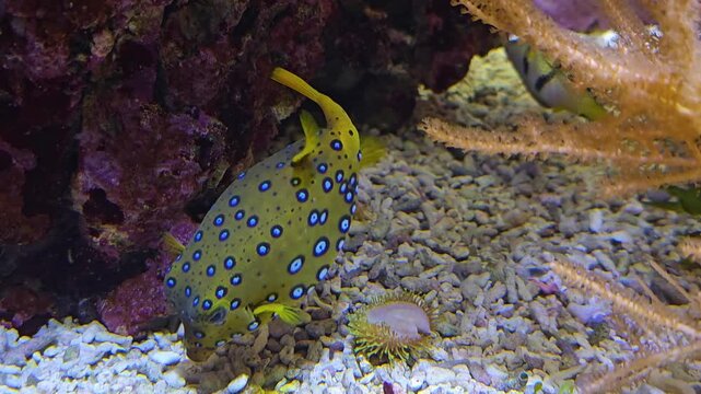 Close up of a Juvenile yellow boxfish (Ostracion cubicus) swimming around a coral reef underwater