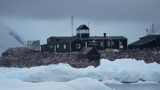 A wide shot of the black buildings of the Chilean Gabriel Gonz&aacute;lez Videla Base at Waterboat Point, Antarctica, surrounded by a massive Gentoo penguin rookery with large icebergs in the foreground