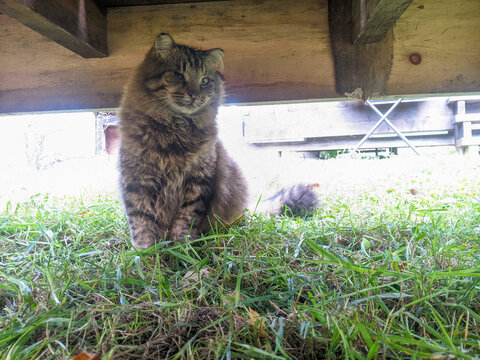 A brown one eyed tabby cat sits on the grass under a deck during a nice day.