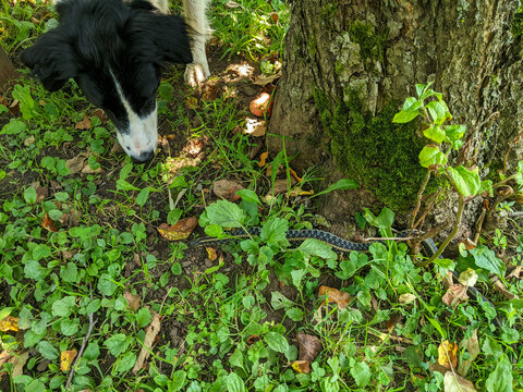 A dog looks and smells a Garter snake on the grass beside a tree trunk during the summer.