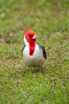 The red-crested cardinal (Paroaria coronata), or common cardinal, is found in open areas such as grasslands, savannas, and forest edges in countries like Argentina, Uruguay, Brazil, and Paraguay.