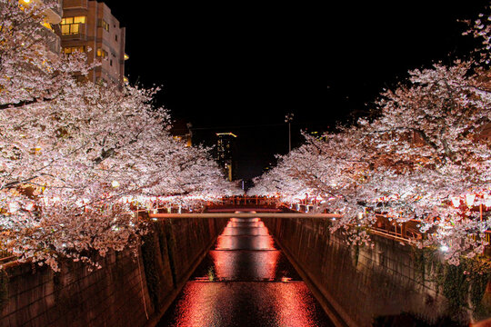2026年3月撮影、目黒川に咲き誇る満開の夜桜と水面の反射が美しい東京の春景 / Beautiful spring night in Tokyo with cherry blossoms in full bloom reflecting on Meguro River, shot in March 2026.