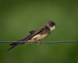 Fototapeta premium Natural wildlife image of a sand martin resting on a thin wire in side profile. The small migratory bird shows soft brown upperparts, pale underparts and compact streamlined shape, isolated against a