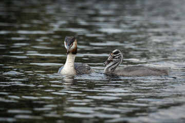 Fototapeta premium Detailed wildlife photograph of an adult great crested grebe feeding its young chick while floating on open water. The parent bird displays striking red eyes and breeding plumage, while the striped