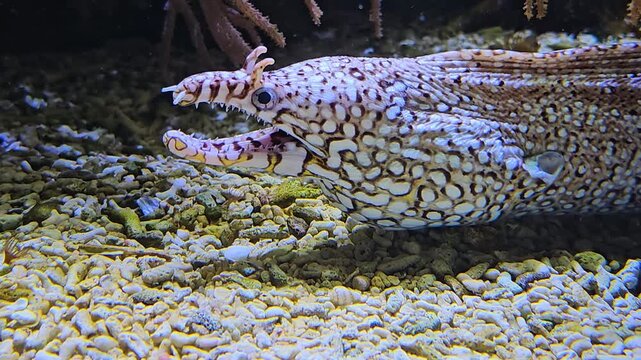 Close up of a leopard eel head laying down on the seabed and opening his mouth underwater

