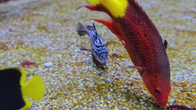 Close up of a zebra trigger fish slowly swimming around the seabed close to coral reef underwater