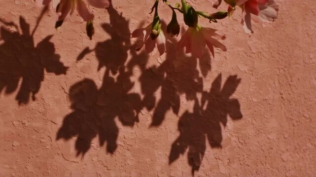 Beautiful pink flowers swaying gently, casting artistic shadows on a textured, warm pink wall under bright sunlight.