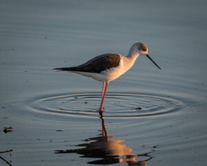 Fototapeta premium Elegant wildlife image of a black winged stilt standing in shallow water during soft golden light. The slender wading bird is shown in side profile with long red legs creating gentle ripples and a