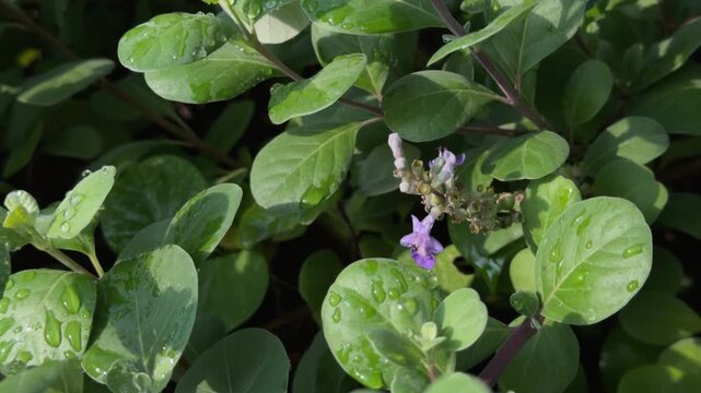 Vitex rotundifolia, the roundleaf chastetree or beach vitex, is a species of flowering plant in the sage family Lamiaceae. Queen Kapiʻolani Garden, Honolulu, Oahu, Hawaii