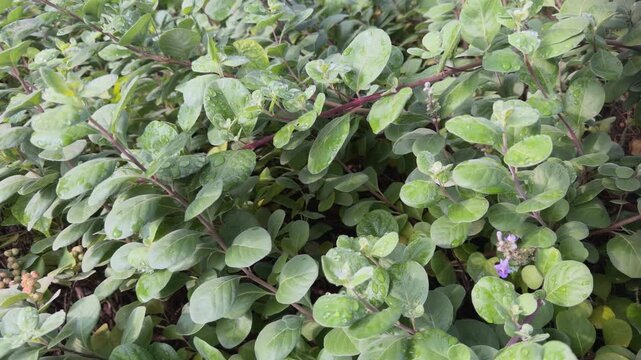 Vitex rotundifolia, the roundleaf chastetree or beach vitex, is a species of flowering plant in the sage family Lamiaceae. Queen Kapiʻolani Garden, Honolulu, Oahu, Hawaii