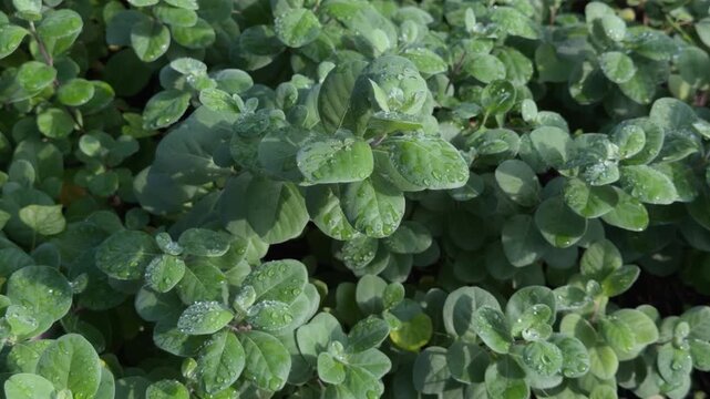 Vitex rotundifolia, the roundleaf chastetree or beach vitex, is a species of flowering plant in the sage family Lamiaceae. Queen Kapiʻolani Garden, Honolulu, Oahu, Hawaii