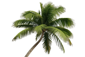 Obraz premium Coconut palm tree with a curved trunk and lush green fronds, presenting a tropical atmosphere on a transparent background