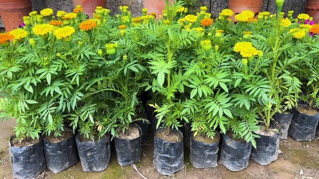 Marigold Seedlings Growing in Plant Nursery