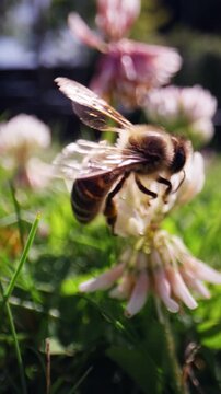 Macro video of a honey bee pollinating a white clover flower