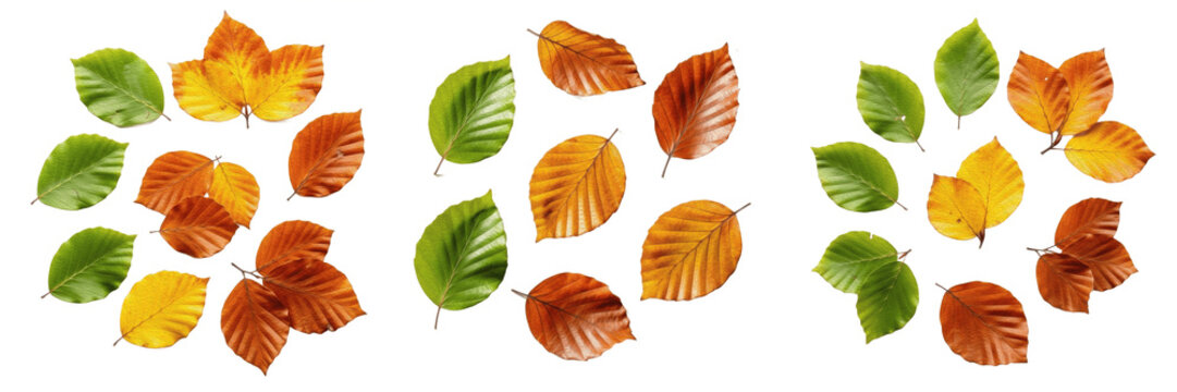 Set of Autumn Beech Leaves Isolated on White Background - Green Yellow and Orange Leaf Collection