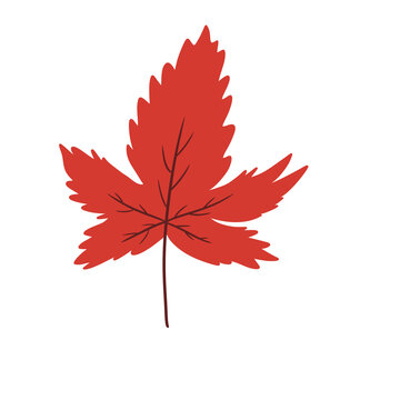 Detailed Red Maple Leaf Illustration &ndash; Autumn Fall Botanical Seasonal Leaf