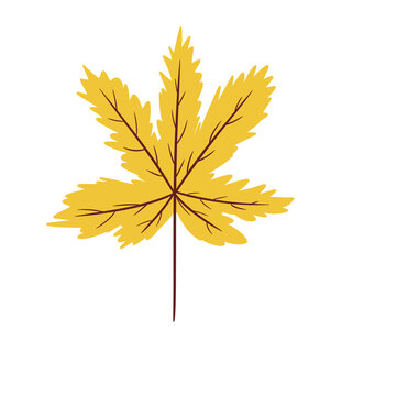 Detailed Yellow Maple Leaf Illustration &ndash; Autumn Fall Botanical Seasonal Leaf