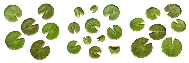 Set of Green Water Lily Leaves Isolated on White Background - Fresh Lotus Pad Foliage Elements © Ibrar