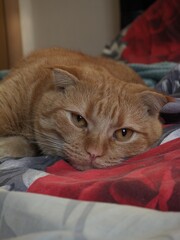 Adorable ginger scottish fold cat resting comfortably while lying down on a soft patterned bed cover © IMRAN_IM33