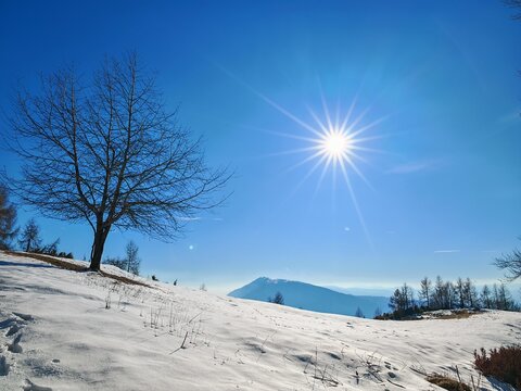 Bare deciduous tree stands on a snowy mountain hillside under a bright glowing winter sun