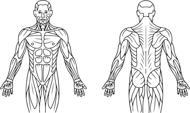 Face and neck muscle chart