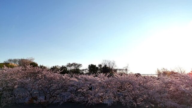 Line of Cherry Blossom Trees | Spring Sky - 4K Aerial Video
