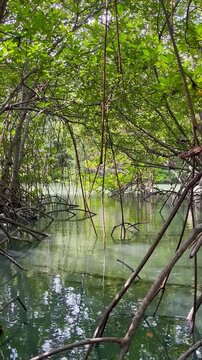 Mangrove forest natural