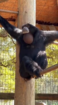 Black Siamang gibbon hanging from a tree branch in the forest.