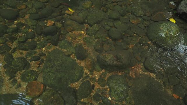 Aquatic insects over clear water surface in jungle spring