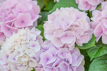 Fototapeta premium パステルピンクの紫陽花のグラデーション