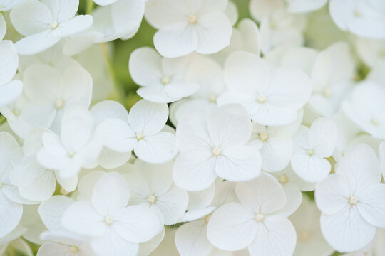 白いアジサイ「アナベル」の背景素材