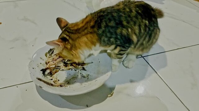 cat eating the leftover grilled fish