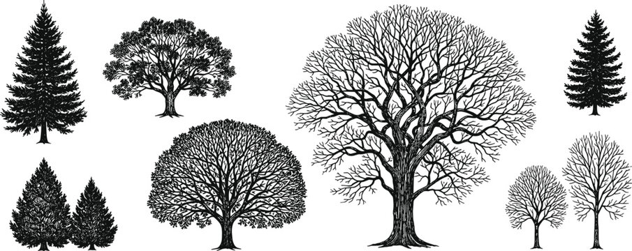 Collection of tree silhouettes including leafless and evergreen species detailed botanical vector set isolated for nature landscape and seasonal design