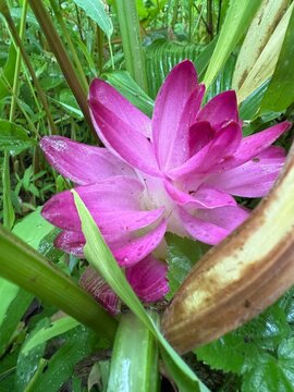 Colourful flower of wild turmeric also known as Curcuma aromatica Salisb flower found in Sahyadri mountain range, Maharashtra