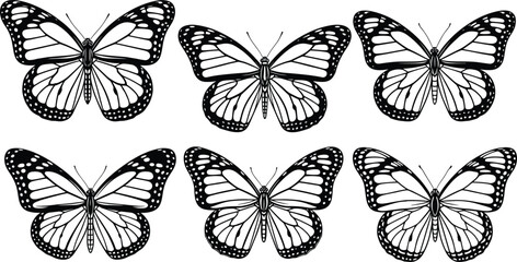 Set of detailed butterfly illustrations in black and white, symmetrical wing patterns, nature insect vector collection isolated on white background © Jahanara