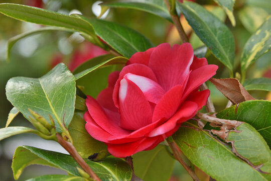 御香宮神社のおそらく椿