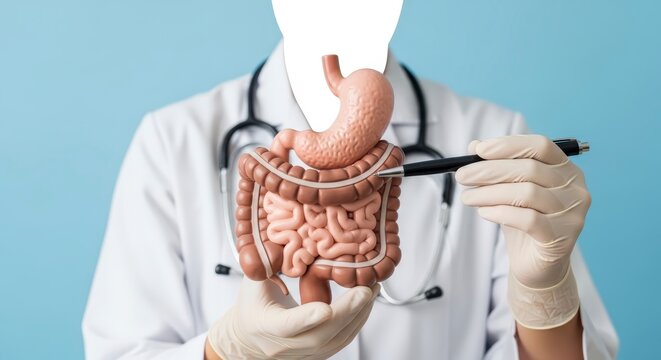 Doctor holding human intestine model.