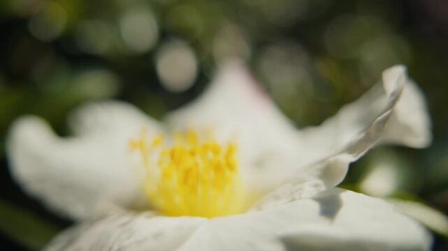 White camellia flower with yellow stamens blooming