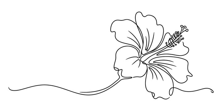 A single continuous line drawing of a delicate hibiscus flower on a clean white background area. Vector, illustration