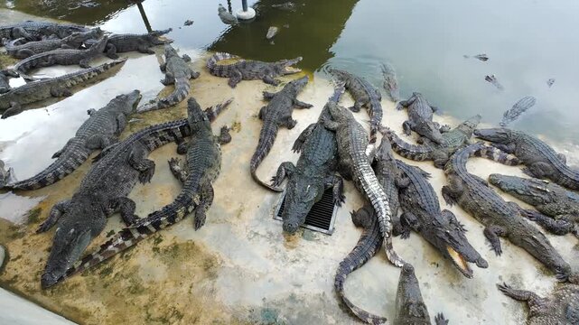 Many Crocodiles Lie near the Water of Green Color. Muddy Swampy River. Thailand.