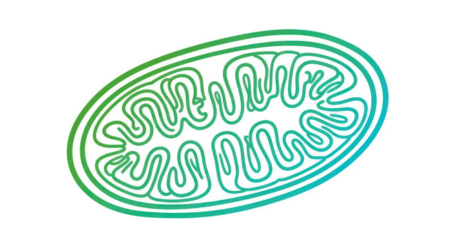 Mitochondrion Cell Biology Illustration - Energy Powerhouse of the Cell