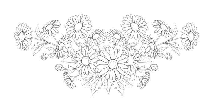 Black and white line floral border of daisies and leaves daisy flower outline