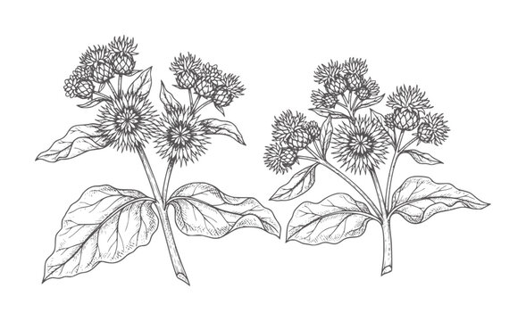 Two line of burdock plants with spiky seed heads and broad leaves botanical nature
