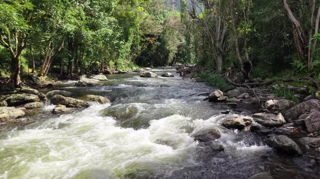 Fast flowing rainforest creek with whitewater rapids, rocks and lush green forest in Australia